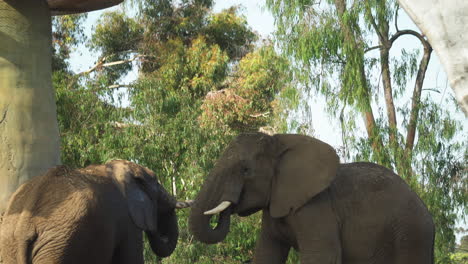 An-elephant-raises-its-trunk-at-the-San-Diego-Zoo,-California,-USA