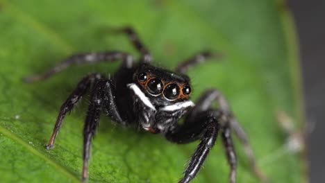 Close-up-of-Jumping-Spider-Waving-Pedipalps