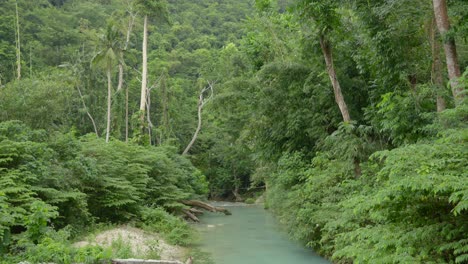 Tilt-up-along-milky-green-river-in-tropical-jungle-with-tall-palm-trees-at-valley-floor