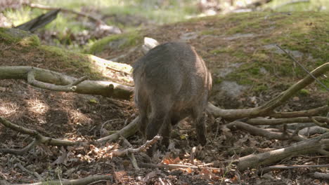 Junges-Wildschwein-Ferkel-Auf-Nahrungssuche-Im-Trockenwald