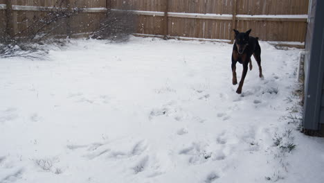 Schwarzer-Dobermann-Läuft-Im-Schneebedeckten-Hinterhof,-Extreme-Zeitlupe,-Wintertag