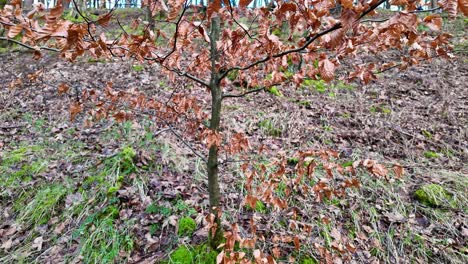 Goldene-Blätter-Auf-Einem-Jungen-Baum