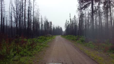 Dirt-road-in-foggy-forest-during-rainfall,-dolly-forward-view