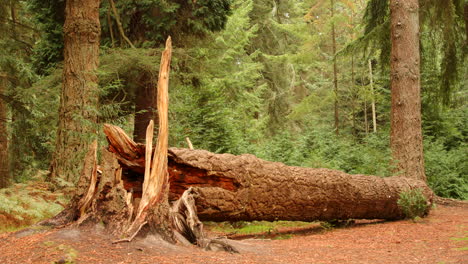 Weite-Aufnahme-Eines-Umgestürzten-Baumstamms-Im-Blackwater-Arboretum