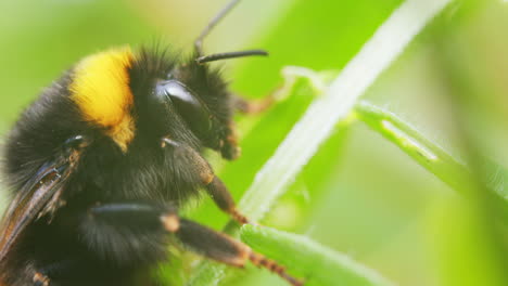 Bumblebee-vibrating,-shaking-on-plant-in-garden