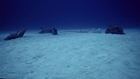 Calm-and-beautiful-stingray-laying-peacefully-on-the-sandy-ocean-floor