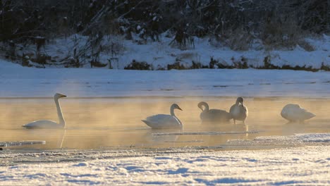 Pequeña-Bandada-De-Cisnes-Cantores-Descansando-En-El-Río,-Cubiertos-De-Niebla-Por-La-Evaporación-Del-Agua.