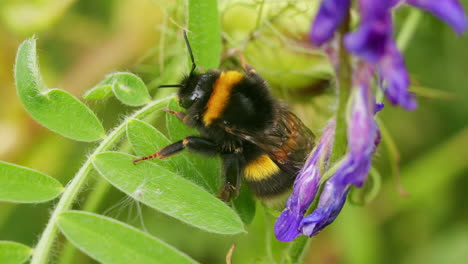 White-tailed-bumblebee-resting-on-green-leaf-in-garden