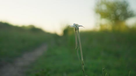 Selektiver-Fokus,-Nahaufnahme-Einer-Weißen-Wildblume-Auf-Einem-Pfad-Auf-Dem-Land-In-Der-Abenddämmerung