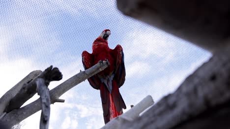 parrot-macaw-in-bird-sanctuary-view-from-below-gimbal-smooth-foreground-blurred