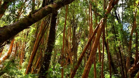 Panorámica-De-Exuberantes-árboles-Verdes-Del-Bosque-De-Arrayanes,-Parque-Tepuhueico-Chile