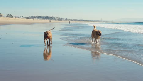 Un-Par-De-Perros-Corriendo-En-Una-Playa-De-Arena-Junto-A-Las-Olas-Del-Mar-En-Un-Día-Caluroso-Y-Soleado,-En-Cámara-Lenta