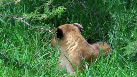 Lindo-León-Joven-Acostado-En-La-Sabana-Con-Hierba-Verde-Alta-En-Masai-Mara,-Kenia,-áfrica