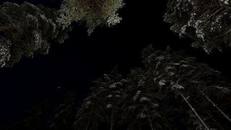 View-of-the-starry-sky-and-the-rotation-of-the-earth-in-the-forest,-time-lapse