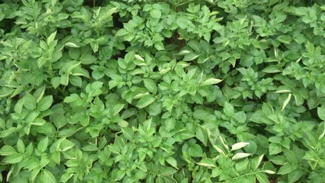 Potatoes-are-grown-in-the-field