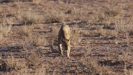 Leopardo-Olfateando-El-Suelo-Mientras-Patrulla-Su-Territorio,-Kgalagadi