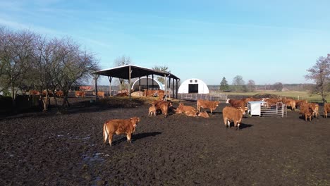 Kuh-Auf-Dem-Bauernhof-Braune-Kuh-Blick-Luft-Dolly-Slide-Rechts-Sonnigen-Tag