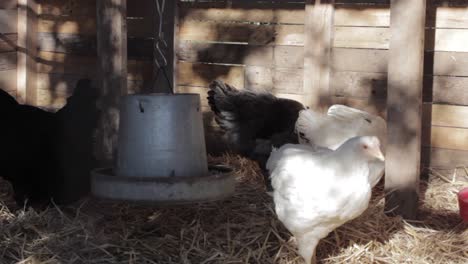 White-Chicken-Fluffing-Feathers-in-Sunny-Barnyard