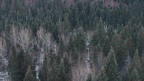 Drone-Volando-Sobre-Un-Bosque-Boreal-En-Invierno