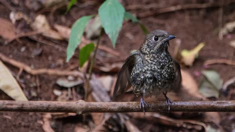 Sacudiendo-Sus-Plumas-Para-Que-Se-Sequen-Mientras-La-Cámara-Se-Aleja,-Zorzal-De-Garganta-Blanca-Monticola-Gularis,-Tailandia