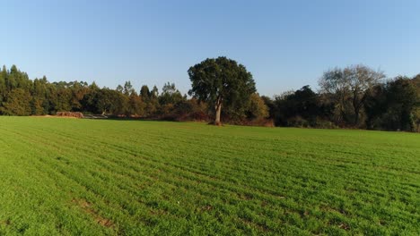 Campos-Verdes-En-Primavera-Con-El-Cielo-Azul-De-Fondo