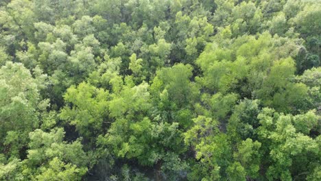 Vista-Aérea-De-Sundarban,-Que-Es-Uno-De-Los-Bosques-De-Reserva-De-Tigres-Más-Grandes-De-Asia.