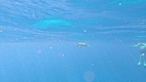 Hawaiianische-Grüne-Meeresschildkröte-Nähert-Sich-Einem-Touristen,-Der-Am-Strand-Von-Waikiki-Schwimmt