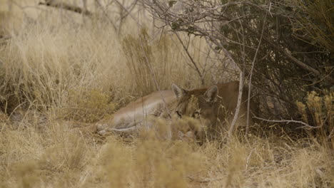 Mountain-lion-looking-at-prey-through-tall-grass