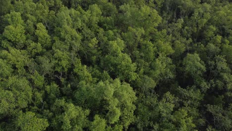 Ariel-view-shot-of-Sundarban,-which-is-one-of-the-biggest-tiger-reserve-forest-in-Asia