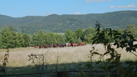 Wunderschöne-Pferdefamilie-Grasen-Auf-Einer-Sonnigen-Wiese-In-Den-Hügeln