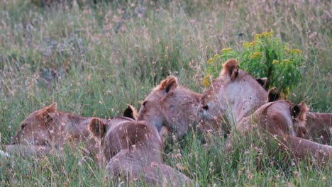 Löwenfamilie-Im-Gras-Pflegt-Sich-Gegenseitig-Durch-Lecken