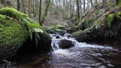 Kleiner,-Langsam-Fließender-Waldbach,-Der-Langsam-Durch-Die-Waldbäume-Fließt