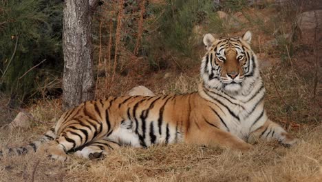 El-Tigre-De-Bengala-Escucha-Algo-Y-Se-Vuelve-Hacia-Ti-Lentamente.