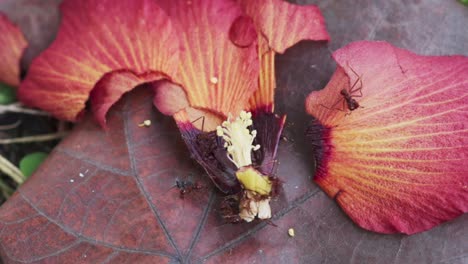 Top-view-close-up-of-a-small-group-of-red-ants-cutting-and-foraging-on-a-fallen-red-hibiscus-flower