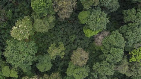 Toma-Cenital-De-Un-Dron-Sobre-Cafetos-Dentro-De-Un-Bosque.