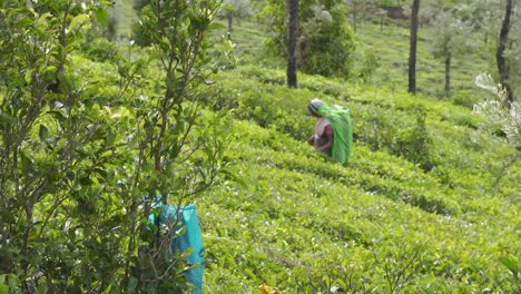 Female-Workers-Plucking-Tea-Leaves-At-Tea-Plantation-In-Kandy