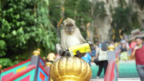 Macaque-monkey-playing-with-trash-at-Batu-Caves,-Kuala-Lumpur