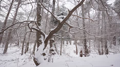 Snow-covered-branches-in-tranquil-forest,-winter-season,-serene-nature-scene,-no-people