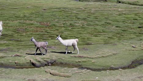 Camera-follows-fluffy-grey-llama-jumping-over-small-creek-in-pasture