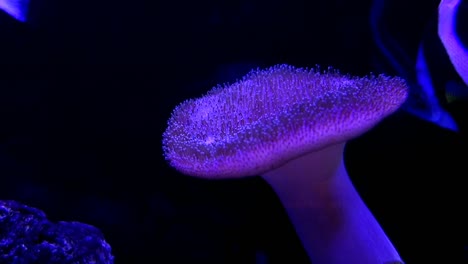 closeup-of-an-anemone-in-dark-aquarium-with-colorful-fish-behind-it