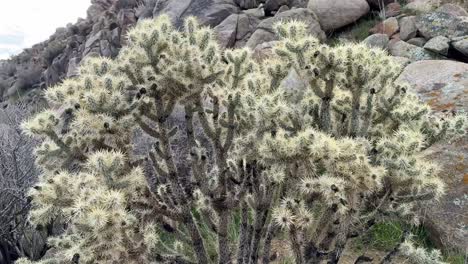 Makroaufnahme-Einer-Stacheligen-Wilden-Wüstenpflanze-In-Südkalifornien-Mit-Einem-Dornenzweig