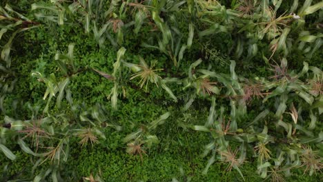 Aerial-View-of-a-Corn-Field