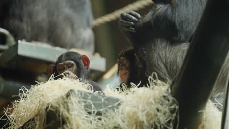 Baby-Western-Chimpanzee-holding-on-to-mother-sitting-high-up-in-a-hay-habitat-at-the-Zoo