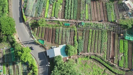 Draufsicht-Auf-Drohnenansicht-Von-Gemüse--Und-Getreidefeldern-Auf-Ackerland-In-Taipeh