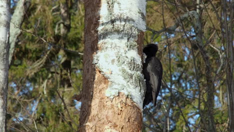 Black-Woodpecker-looks-for-a-grub-meal-in-bark-of-mature-Birch-tree