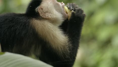 White-faced-monkey-in-Costa-Rica-forest-eagerly-enjoys-feeding-on-banana-SLOW-MOTION