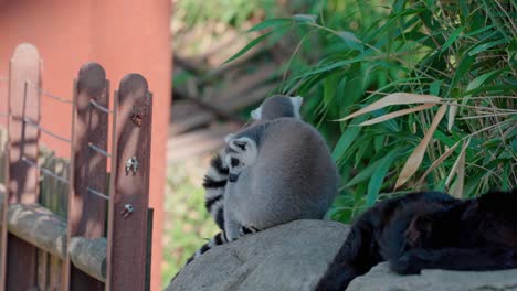 Kattas-Kuscheln-Auf-Felsen-Im-Zoogehege,-Teleaufnahme