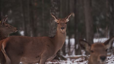 Ciervos-En-El-Bosque-En-Quebec,-Canadá---Cerrar