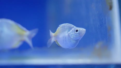 Closeup-shot-of-blue-water-marine-fish-Boeseman's-rainbowfish-swimming-staring-at-camera-cutely