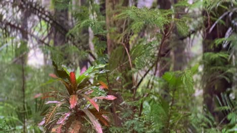 Mixed-tropical-forests